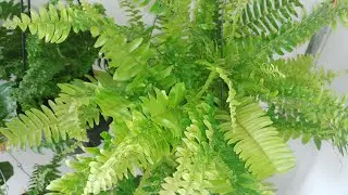 um mini tuor pelas minhas samambaias 🪴🥰😍 #samambaias #samambaiadf #plantas