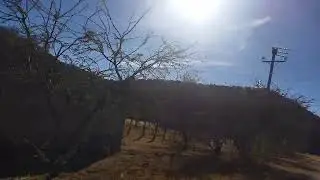 El alamillo