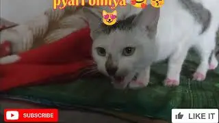 😽pyari billi bahut hi sethani karti hai😻🐈🐈&zwj;⬛💫#pyaribilli#logvideo#viralvideo#youtubelogvideo