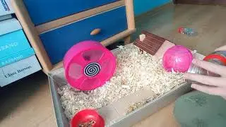 sprzątam klatke chomika 🐹 🎃 pierszy filmik!