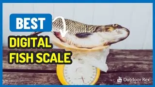 Top 5 Best Digital Fish Scale in 2023