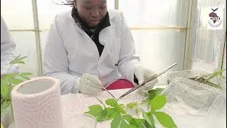 African Cereal & Legume Breeding Consortium: Driving Food Security in Africa (2025)
