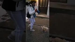 Do you have to walk your dog thrice a day in Germany?