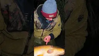 🧐IS THIS A KOI CARP⁉️#carpfishing #fishing #koicarp