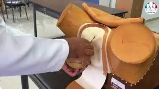 Shoulder Dystocia