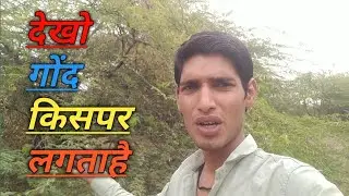 bebul||desi babul ka gond desi babul ka ped|| Dev ji vlog