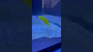 Yellow Coris Wrasse Waking Up from Sand Bed! #shorts #aquarium #fish