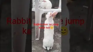 Rabbit🐰 chair🪑se jump karte hue#shortsfeed#shortvideo#animallovers#youtubeshorts#rabbit