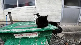 【田代島】【猫島】イッコーのおうちと書いてるんだがいっぱいいてどの猫がイッコーかわからん