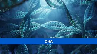 3D Science Animation - DNA