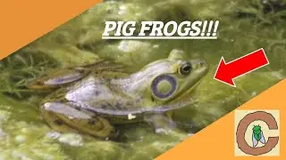 TONS of PIG FROGS!!! - Wildlife of Green Cay Wetlands