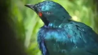 Lesser Blue-Eared Glossy Starling