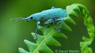 Have you Ever Seen a Weevil Tapping its Feet?