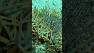 #crownofthornstarfish#acanthasterplanci#shorts#asteroidea#valvatida#echinodermata#moalboal#cebu#🇵🇭