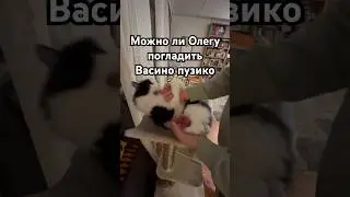 Пузо, хвост и попа - три столпа #котваська #котизволгограда #cat #финляндия #кот #видосыоткота
