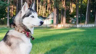 How do Siberian Huskies react to loud noises or fireworks