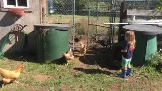Letting the chickens roam free for the day