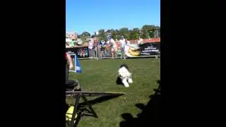 Woofstock, Toronto, ON