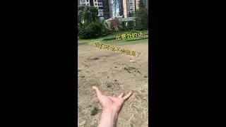 If There Is No Accident... Scared To Death! #Cutely Pets #Pocket Mouse# Hovering Flight Training