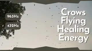 963Hz The Healing Power of Crows 432Hz Flying over Trees