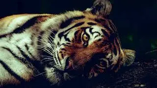 Soulic M, InQfive - Shadow ( _JUNGLE REMIX)