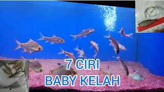 7 CARA TEPAT KENAL / BEZA ANAK BENIH IKAN KELAH