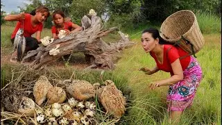 Catch quail and pick up mushroom &ndash; Cooking crispy quail and Mushroom with fish tasty delicious