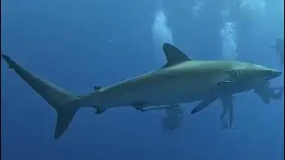 Big Silky Shark 🦈  Red Sea Egypt Seidenhai Rotes Meer, &Auml;gypten 🇪🇬