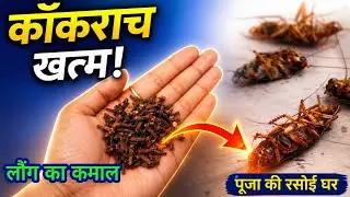 कॉकरोच भगाने का आसान तरीका, लौंग का कमाल/Magic clove/ How to cockroach killer ,home remedy