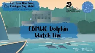 CBMWC Dolphin Watch Live 2026-01-24