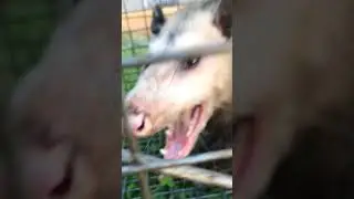 Opossum Removal - Long Island, NY