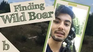 Finding Wild Boars in the Forest of Dean | Wildlife Vlog