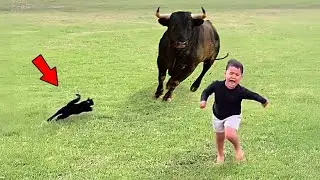 GATOS que Arriesgaron TODO por Salvar a Quienes AMAN