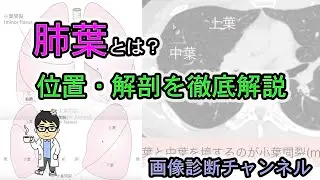 肺葉とは？位置・解剖をCT画像で解説！