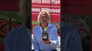 Buy Milkweed now - CA native Showy Milkweed