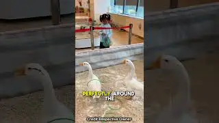 Победа в игре &laquo;Утиная игра&raquo; 🦆🥇