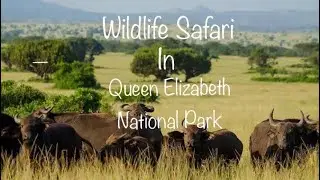 UGANDA: Wildlife Safari Adventure, Exploring Queen Elizabeth National Park on a Game Drive.