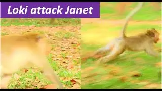 Terrible attack | Loki Cruel attack brat Janet | mom Jane worry Janet try to save | Janet Lucky