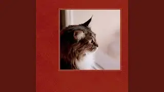 Refined Ambience for Calming Your Cat