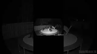 Cat Trampoline Party! (Surveillance Cam View) | a veo3 video by supermaker.ai
