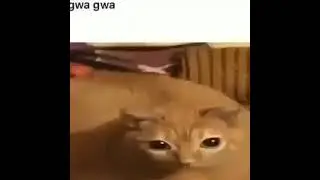 Gwa gwa