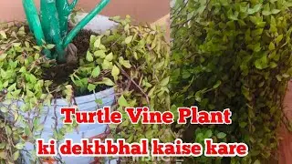 Turtle Vine Plant ki Dekhbhal kaise kare|Best Fertilizer and Care Tips for Turtle vine