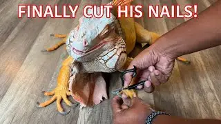 Наконец-то игуане по когтям подстригли когти!