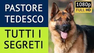Pastore Tedesco 🐶 Carattere e Segreti di questo meraviglioso cane