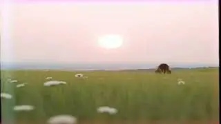KAMINXI - REMIX 2025  Dmuchawce, Latawce, Wiatr... (COVER  Utworu Urszula - Dmuchawce, latawce,)