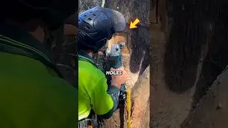 Почему люди оставляют дупла в деревьях?