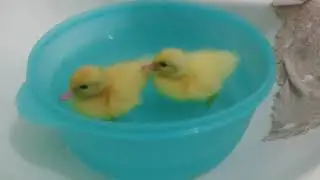 Los patitos adorables XDc:^^-