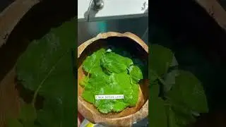 Fresh Lemon Balm Tea🫖 #lemonbalm #teatime #health #anxietyrelief #benefits #herbalmedicine
