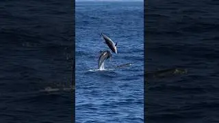 Offshore Bottle-Nose Dolphins collide 15ft in the air!!!