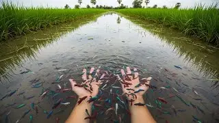 Hidden Wild Treasures Betta Fish Caught by Hand